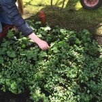 Teilnehmerinnen des Girls Days bepflanzen eine Grabanlage