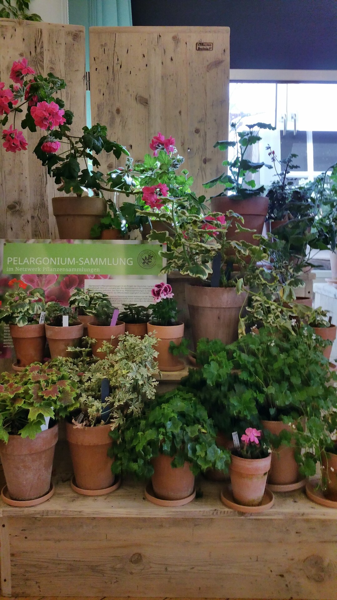 Pelargonien-Ausstellung 