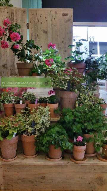 Pelargonien-Ausstellung 