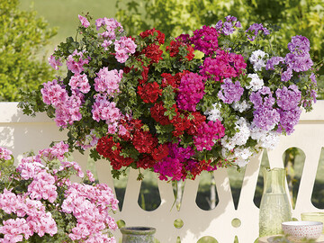 Bunte Pelargonienampel mit Sorten von Endisch