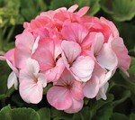 Pelargonium x hortorum "Pinto Premium White to Rose" von Syngenta Flowers