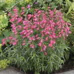 Penstemon x mexicali "Carillo Red" von Kieft Seed