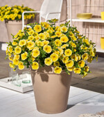 Bee"s Knees, die ideale Partnerin für Ihren Außenbereich!