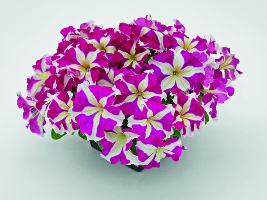 Petunia "Success! HD Rose Star"