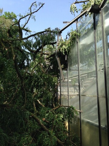 Typischer Sturmschaden am Gewchshaus durch umgestrzten Baum.