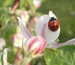 Marienkäfer auf Apfelblüte