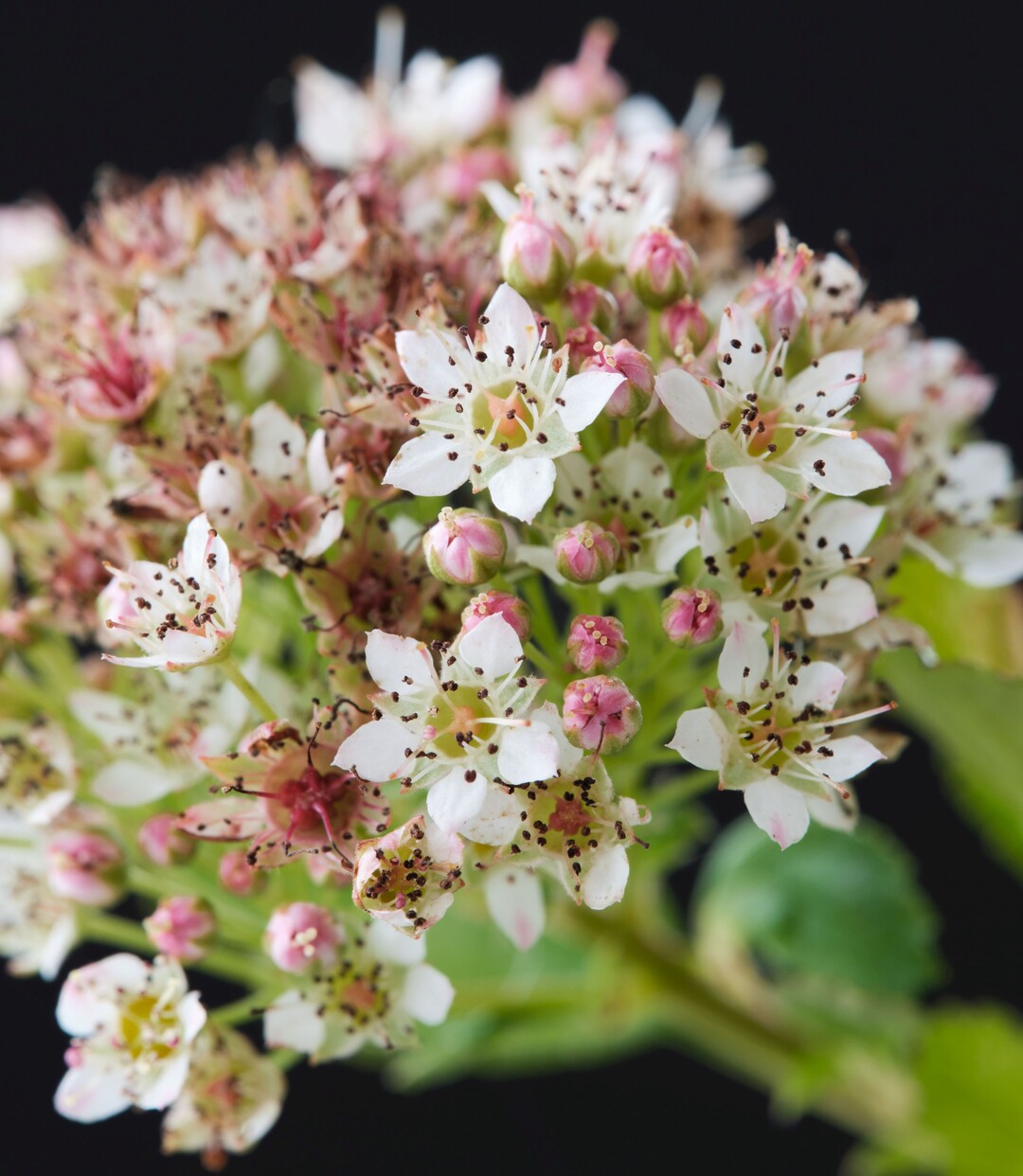 Physocarpus opulifolius ZLEYel2 (Raspberry Lemonade) ist eine kompakt wachsende Pflanze. Die Bltter sind klein und haben eine helle grngelbe Farbe. Die weien Blten erscheinen im Sommer und werden im Herbst von korallenroten Frchten abgelst. Raspberry Lemonade eignet sich durch ihren kompakten Wuchs sehr gut fr kleinere Grten. Kolster b.v. aus Boskoop hat die Pflanze zur Neuheitenprmierung eingereicht. Van den Dool Botanic aus Boskoop bringt sie auf den Markt. Dieser Physocarpus wurde von David Zlesak aus River Falls (Wisconsin, USA) gezchtet. Das Management erfolgt ber Plants Nouveau aus Mobile (Alabama, USA). Das gewerbliche Schutzrecht wurde beantragt.   