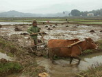 Reisanbau in Vietnam.
Vor die Holzpflüge werden Wasserbüffel oder wie auf unserem Foto "Bantengs" gespannt. Der Banteng ist eine Wildrind-Rasse, die in Südostasien beheimatet ist.
"Bantengs" in Thailand dagegen sind schwarz und haben breit abstehende Hörner. Ihr Vorkommen ist in den letzten 20 Jahren hauptsächlich durch die Zerstörung der Regenwälder (ihre natürlichen Lebensräume), die Einkreuzung von Haus- und Balirindern sowie die Ansteckung mit Viehkrankheiten durch Hausrinder um 85% zurückgegangen, so dass sie heute auf der Liste der vom Aussterben gefährdeten Tierarten stehen. Die auf dem Foto festgehaltene Tätigkeit ist aber kein echtes "pflügen", wie wir es verstehen, sondern einfach nur eine Durchmischung des über die letzten Monate trocken gefallenen Bodens auf dem geplanten Reisfeld mit Wasser, um danach mit der Pflanzarbeit beginnen zu können.