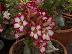 Das Sortiment der Adenium-Hybriden vergrössert sich im Moment sehr schnell, da sie auch in Südostasien eine beliebte Zierpflanze für Schalen und Kübel sind. Geschätzt wird die aktuelle Zahl der benamten Sorten auf derzeit etwa 400. Die züchterische Tendenz geht derzeit zu gefüllt blühenden Selektionen.