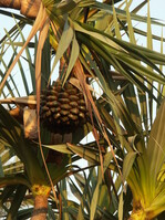 Fruchtstand an einem Pandanus