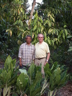 DerAutor dieses Beitrages, W.H. Orlamünde mit Mr. Suchin Srikaseme, der eine kleine Baumschule in Thailand besitzt vor der von ihm gefundenen Michelia (Magnolia) champaca Variegata. Die unregelmässig buntlaubige Form erlangt mit Hilfe unseres Asien-Experten nun zum ersten mal weltweit Bekanntheit.