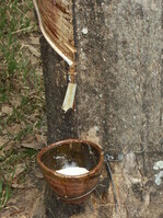 Auf unserem Reiseweg kamen wir auch an Kautschukplantagen vorbei und konnten sehen, wie das Rohprodukt gewonnen wird. Nämlich in ähnlicher Form, wie unser Baumharz.