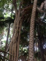 Eine Würgefeige hat den Stamm ihres Wirtsbaums bereits vollständig umschlossen. Früher oder später wird der Wirtsbaum absterben und die Würgefeige hat einen sicheren Halt und Nährstoffe für weitere Jahre..