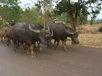 Wasserbüffel sind im Isaan allerorts zu finden. Hier auf ihrem Nachhauseweg vom Reisfeld.