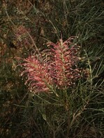 Eine orangerot blühende Form der Grevillea sah ich zum ersten Mal