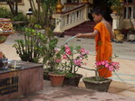 Ein junger Mönch pflegt die Blumen im Tempel