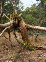 Im Nationalpark kann man auf diesem zusammengebrochenen Baum den dichten Bewuchs mit Orchideen erkennen.