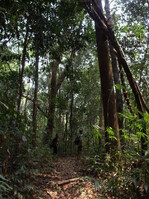 Eine Lichtung im Urwald