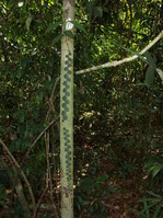 Bis jetzt konnte mir bei meinen vielen Exkursionen noch niemand den Namen dieses seltsamen Lebewesens nennen, welches ab und an im Urwald an Bäumen emporwächst.