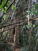 Weiter ging es durch dichtes Unterholz. Nur gut, dass unsere beiden einheimischen Führer hier noch die Orientierung behielten. Der Baum mit der Brettwurzel ist eine Shorea, ebenfalls ein Vertreter der Familie der Dipterocarpaceaen.