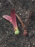 Die Flügelfrüchte von Dipterocarpus, einer Baumart, nach der die ganze Pflanzenfamilie benannt ist. Dessen Früchte sind von den zumeist zwei bis fünf vergrößerten Kelchblättern umhüllt, welche die typischen langen Flügel bilden. Die Frucht wird dadurch beim Herabfallen in eine schnell kreisende Bewegung, wie ein Propeller, versetzt und kann sich dadurch viel weiter von der Baumachse entfernen als eine normal abfallende Frucht. Die fleischige Hülle dient zunächst als Schutz des Samenkorns und später als erste Nährstoffreserve.