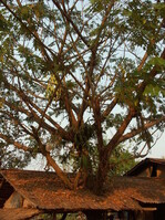 Ein weiteres Beispiel für die üppige Besiedlung der Bäume mit Orchideen, Farnen und anderen Epiphyten. Hier ein Hausbaum im Dorf Ban Na