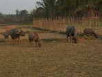 Wasserbüffel werden auf die abgeernteten Reisanbauflächen getrieben, wo sie die liegengebliebenen Reiskörner und Spelzen verzehren. Gleichzeitig sorgen sie für eine "Nährstoffergänzung".