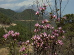 Auf meinem Weg zur botanischen Forschungsstation in den umliegenden Bergen begleiteten mich zahlreich Rhododendron- und Azaleen-Arten. Während es für Rhodo-Blüte noch etwas zu früh war, begrüßten mich allerorts duftende Rhododendron (Azalea)racemosum in voller Blüte.