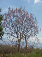 Bis auf etwa 2000 Meter Höhe ist Paulownia fortunei zu finden.