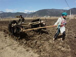 Der Boden wird nach wie vor traditionell mit einem hölzernen Pflug bearbeitet, der von zwei Yaks gezogen wird.