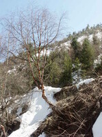 Die Baumgrenze liegt in Yunnan bei etwa 5000 Metern. Wesentlich höher, als wir es von den Alpen her kennen. Die Vegetation hier oben wurde zwar etwas karger und die Pflanzen sind etwas gedrungener. Von Eintönigkeit kann aber noch lange keine Rede sein. Auf dem Foto Betula utilis, für die die abrollende äußere Schicht der Borke typisch ist.