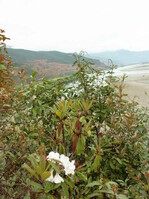 Am Straßenrand begannen die Rhododendron zu blühen. Leider war ich aber dafür vier Wochen zu früh hier.
