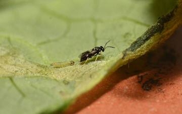 Parasitoide und entomopathogene Organismen kmpfen gemeinsam gegen Schdlinge.