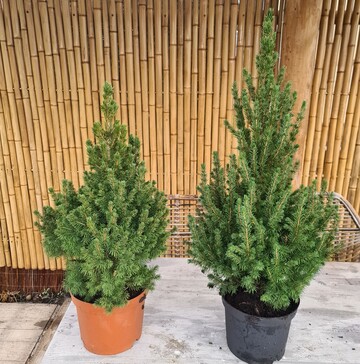  Die wchsigere Picea "December" (rechts) unterscheidet sich deutlich von Picea Conica. Die Pflanzen sind gleich alt. 