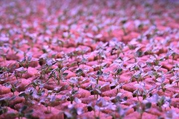  Keimlinge in einer Indoorfarm