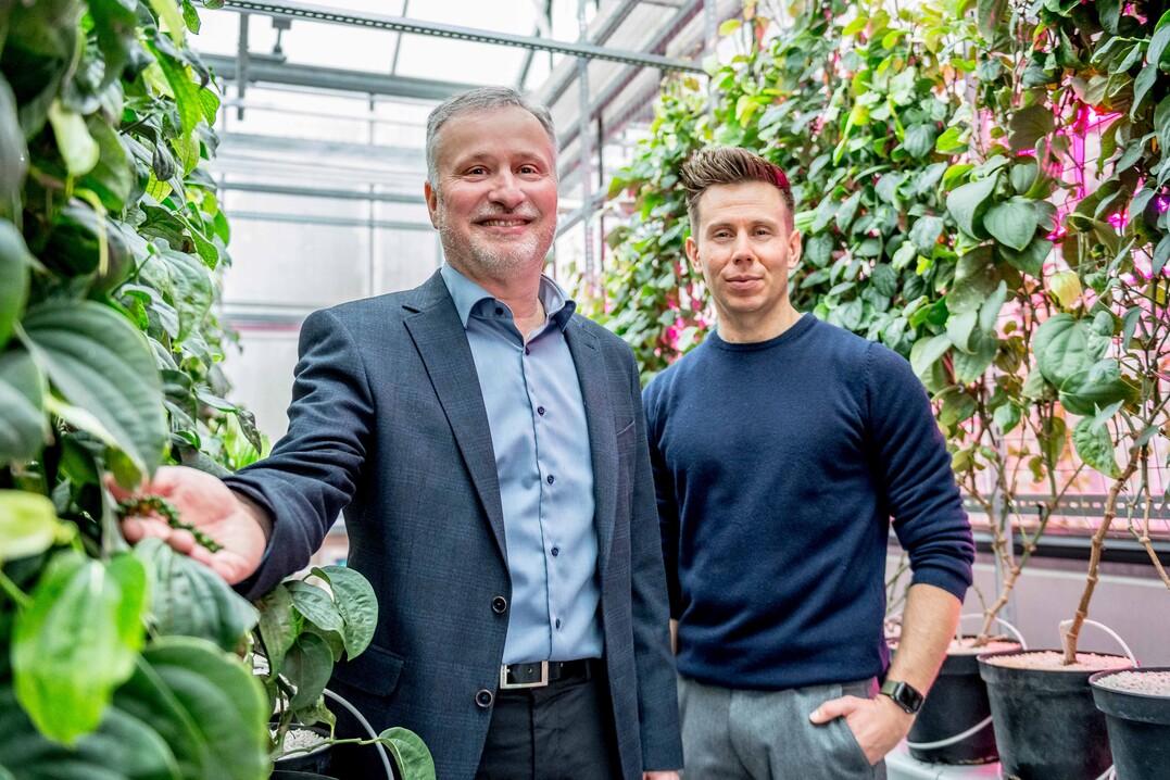 Prof. Dr. Andreas Ulbrich (links) und Sebastian Deck forschen am optimalen Anbau von Pfefferpflanzen und freuen sich, dass der Pfeffer bereits im Dachgewchshaus der neuen Indoorfarm wchst