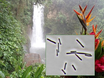 Bakterien aus Costa Rica knnen jetzt einfacher bei der DSMZ in Braunschweig hinterlegt und gekauft werden.