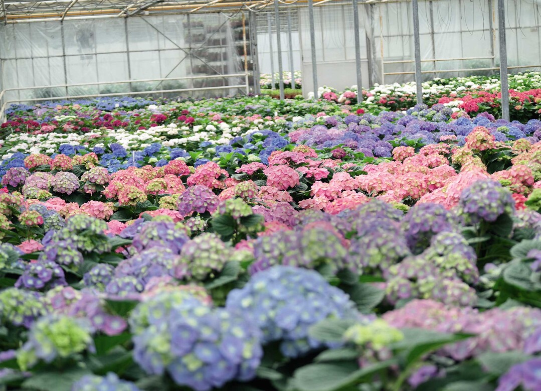 Einstieg in die Kreislaufwirtschaft leicht gemacht: Zahlreiche Kunden aus dem professionellen Gartenbau setzen auf ressourcenschonende Pflanztpfe von Pppelmann TEKU.