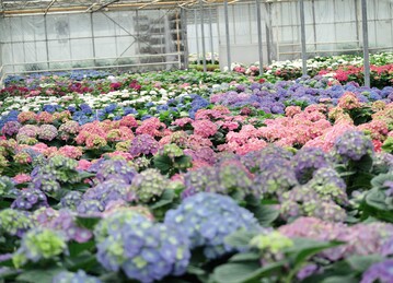Einstieg in die Kreislaufwirtschaft leicht gemacht: Zahlreiche Kunden aus dem professionellen Gartenbau setzen auf ressourcenschonende Pflanztpfe von Pppelmann TEKU.