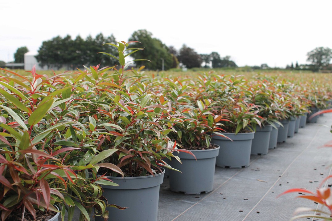 Einstieg in die Kreislaufwirtschaft leicht gemacht: Zahlreiche Kunden aus dem professionellen Gartenbau setzen auf ressourcenschonende Pflanztpfe von Pppelmann TEKU.
