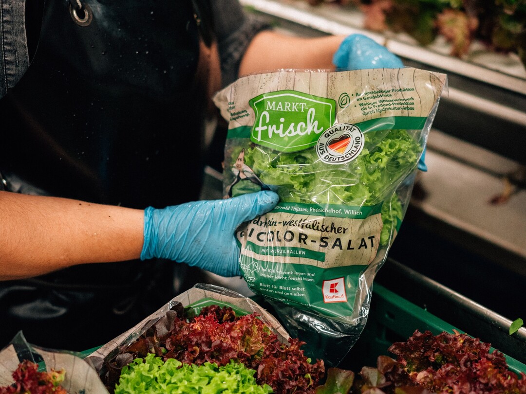 Bei Kaufland finden die Kunden in vielen Filialen bundesweit zwei verschiedene Salatsorten jeweils mit Wurzelballen, vom Rheinlandhof.