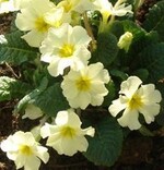 Primula "Moneygall" hat eine ähnliche Blüte und Wuchsform wie die in Irland heimische Primel.