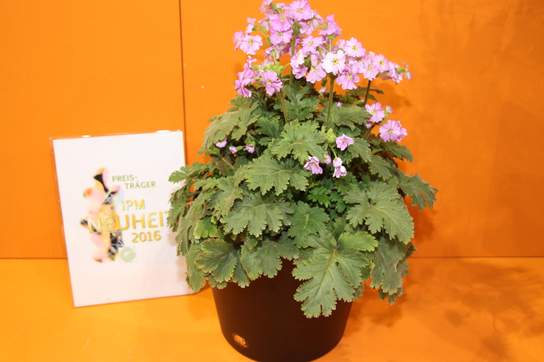 Primula filchnerae x Primula praenitens "Thirtyone‘ von Cultivaris