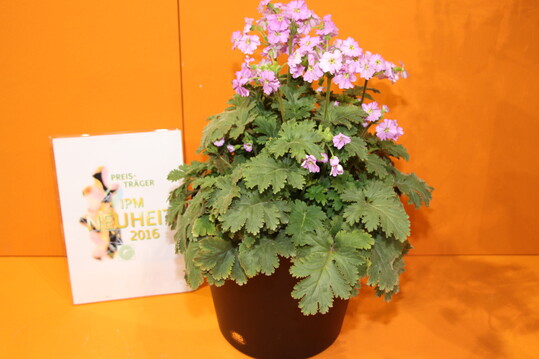 Primula filchnerae x Primula praenitens "Thirtyone von Cultivaris