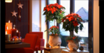 Der Fachhandelsfilm macht sympathisch Werbung für Poinsettien.