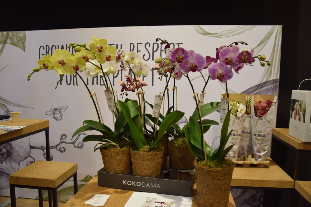 Stolk Flora ist der bislang einzige
Phalaenopsis-Produzent, der statt der handelsblichen durchsichtigen Plastiktpfe auf Kokosfaser
setzt. Darin befindet sich ein Papiertopf, damit auch
kein Wasser ausluft. So sind die Orchideen 100%
plastikfrei, denn auch die Stbe enthalten kein Plastik. Sie sind aus Bambus. So konnte Stolk Flora im
vergangenen Jahr bereits 12 Tonnen Plastik einsparen, Tendenz steigend. Auerdem werden die Pflanzen ohne chemischen Pflanzenschutz produziert,
um ein mglichst nachhaltiges Produkt zu schaffen
 die Bezeichnung Your natural orchid will schlielich auch verdient sein.