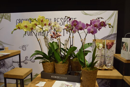 Stolk Flora ist der bislang einzige
Phalaenopsis-Produzent, der statt der handelsblichen durchsichtigen Plastiktpfe auf Kokosfaser
setzt. Darin befindet sich ein Papiertopf, damit auch
kein Wasser ausluft. So sind die Orchideen 100%
plastikfrei, denn auch die Stbe enthalten kein Plastik. Sie sind aus Bambus. So konnte Stolk Flora im
vergangenen Jahr bereits 12 Tonnen Plastik einsparen, Tendenz steigend. Auerdem werden die Pflanzen ohne chemischen Pflanzenschutz produziert,
um ein mglichst nachhaltiges Produkt zu schaffen
 die Bezeichnung Your natural orchid will schlielich auch verdient sein.