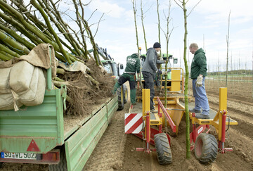 Baumschuler bei der Arbeit