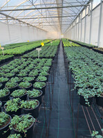 Maximale Hygenievorkehrungen bei Elsner pac in Portugal.