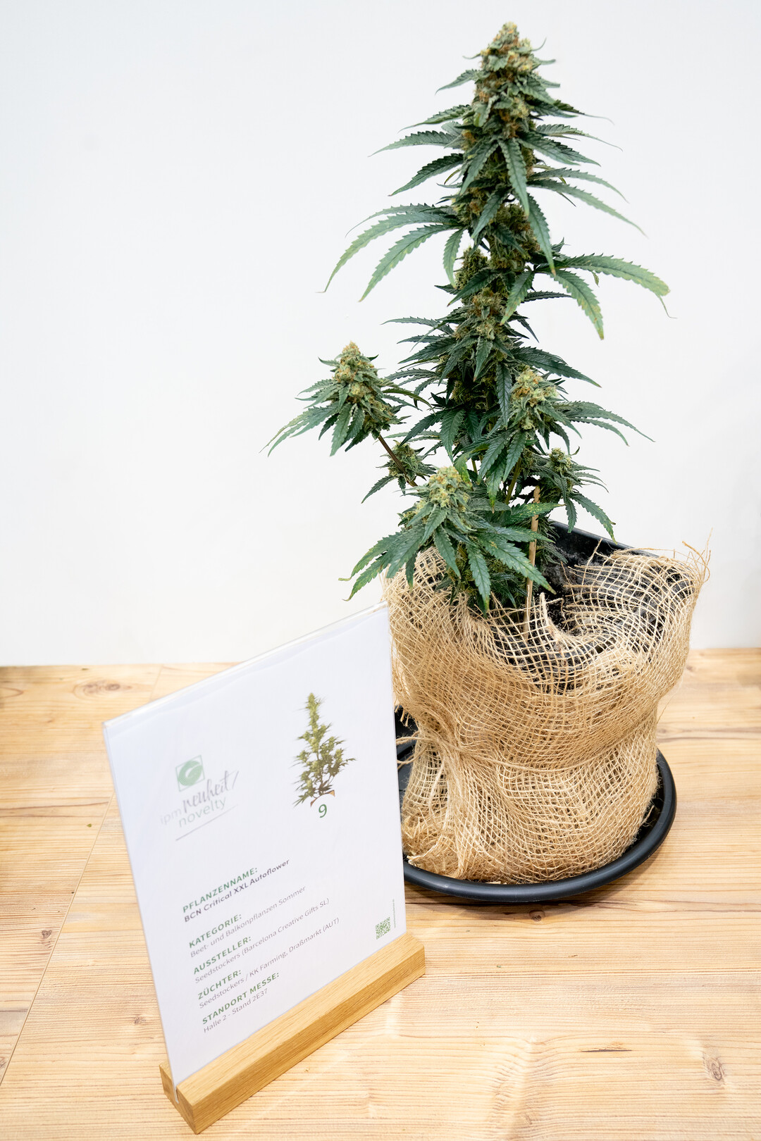 Die einfach anzubauende Pflanze wurde in der Kategorie „Beet- und Balkonpflanzen Sommer“ ausgezeichnet und richtet sich speziell an Hobbygärtner und Selbstversorger.